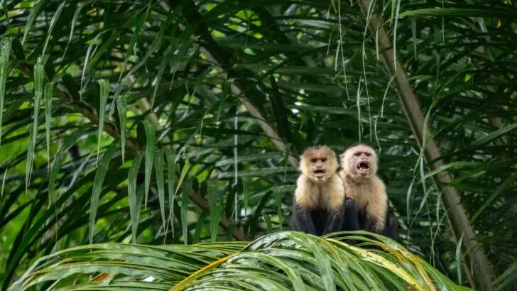 3 Costa Rica 7-Day Itineraries: Wildlife, Adventure, & Off-the-Beaten-Path